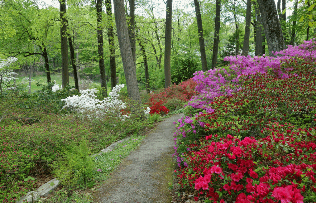 Jenkins Arboretum & Gardens