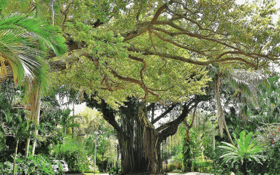 Coconut Grove