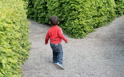 Our Foray into the Suburban Jungle Part IV: Decisions, Decisions…​