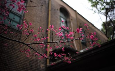 3 Surprising Ways to Get to Know a Suburb​