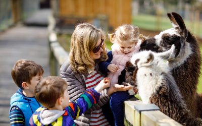 Spend This Weekend in the Chicago Suburbs!