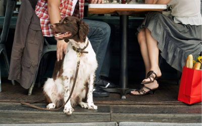 6 Reasons a Four-legged Family Member = Suburban Success