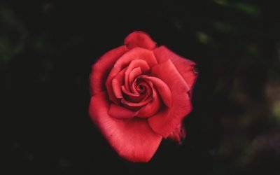 Out & About in the ‘burbs This Weekend: Valentine’s Day Edition!