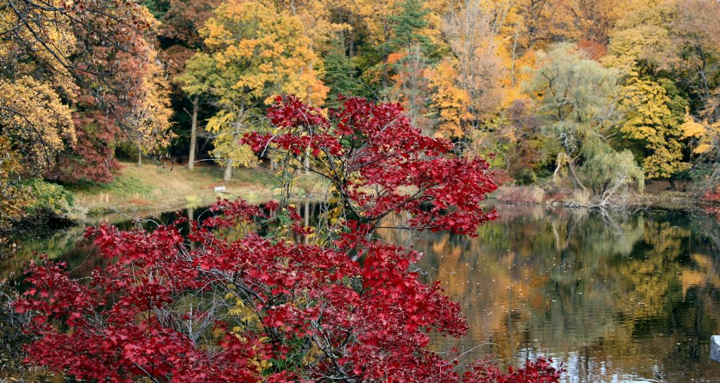 Fall in Westchester NY