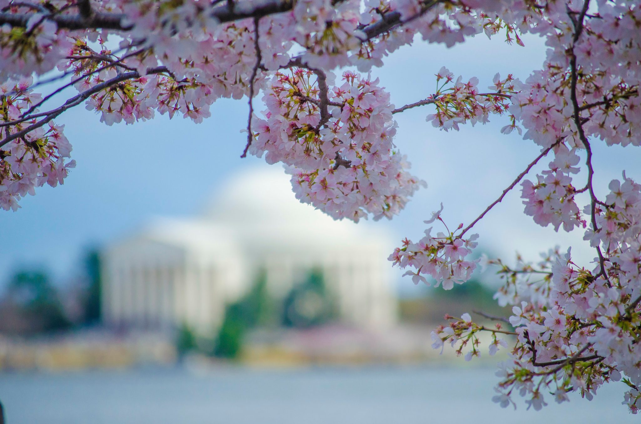 Cherry Blossoms in Washington, DC