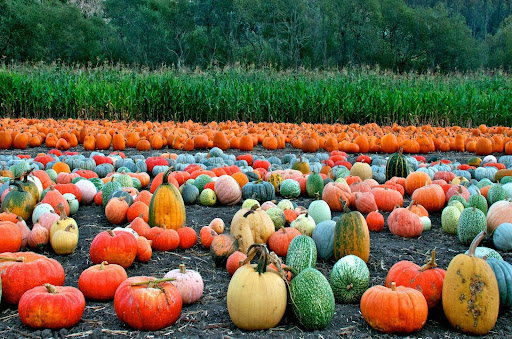 Colorful pumpkins & gourds of all shapes & sizes are displayed in field, Half Moon Bay, CA.